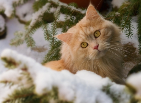 Cat - cat, winter, animal, orange, pisica, ginger