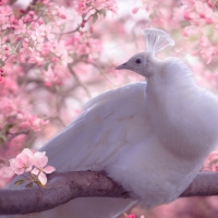 White peacock