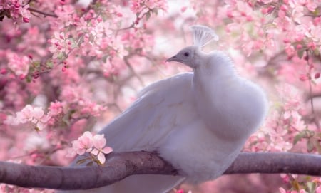 White peacock - flower, pink, bird, paun, spring, blossom, sakura, white, pasare, peacock