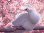 White peacock