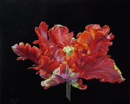 Parrot tulip - lalea, parrot tulip, black, spring, painting, art, red, pictura, flower