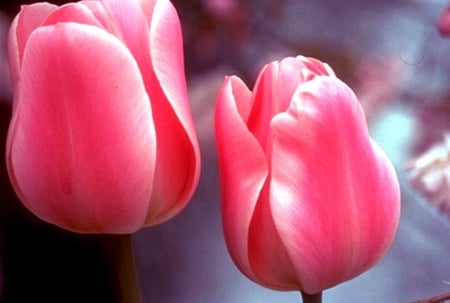 TULIPS - nature, colors, stems, petals