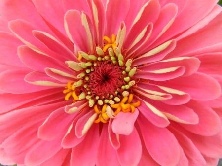 ZINNIA - stamen, petals, nature, colors