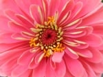 ZINNIA