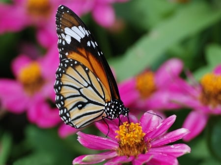 BUTTERFLY - WINGS, COLORS, LEAVES, PETALS