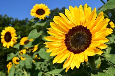 SUNFLOWERS - leaves, colors, stems, petals