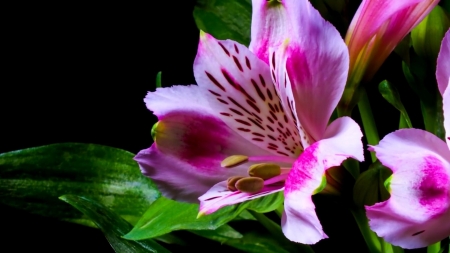 LILY - leaves, colors, stems, petals