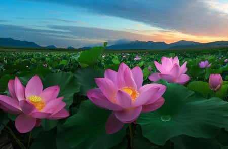 LOTUS - leaves, petals, nature, colors