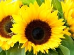 SUNFLOWERS