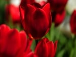 TULIPS