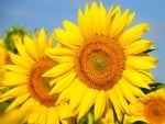 SUNFLOWERS