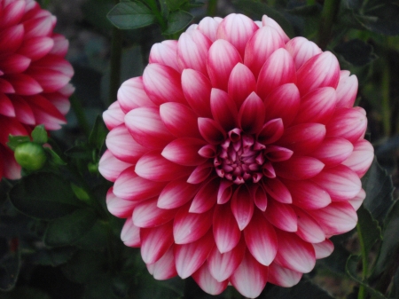 DAHLIAS - leaves, petals, nature, colors