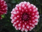 DAHLIAS