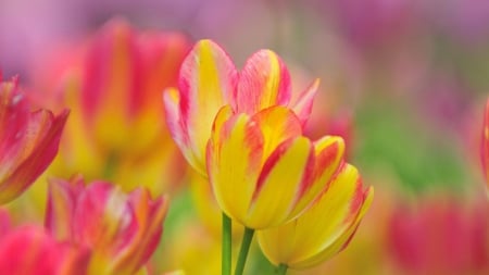 TULIPS - nature, colors, stems, petals