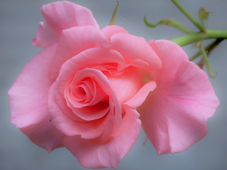 ROSE - petals, nature, colors, stem