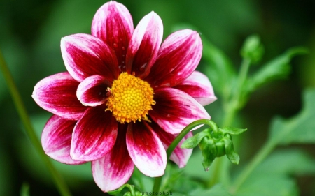 DAHLIA - nature, colors, stems, petals