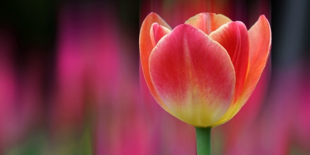 TULIP - COLOR, NATURE, STEM, PETALS