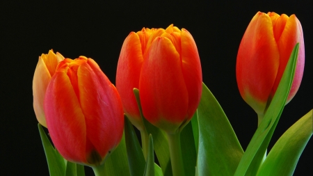 TULIPS - leaves, petals, colors, stem