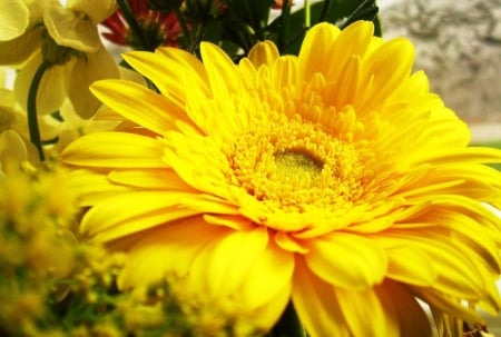 GERBERA - flowers, petals, nature, colors