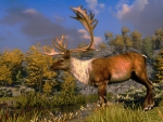  Elk