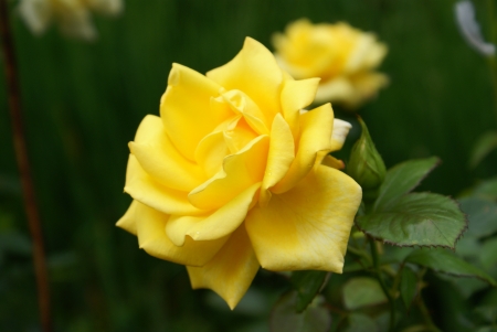 ROSE - NATURE, STEM, LEAVES, PETALS