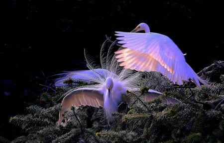 Cranes - cranes, branches, couple, birds