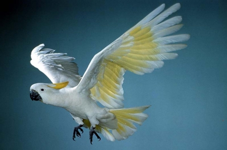 Cockatoo Landing - bird, white, animal, wings, cockatoo