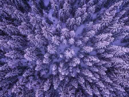 Frozen Forest - skin, view from the top, purple, forest, winter, tree, frozen, texture