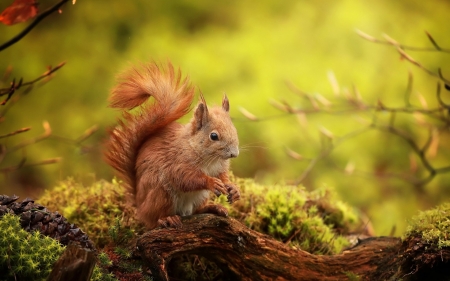 Squirrel - animal, veverita, cute, squirrel