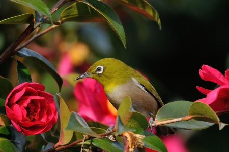 Bird - yellow, red, green, bird, flower, pasare