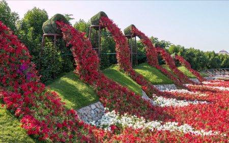 Flowing Petunia Gardens ~ Dubai Emirates