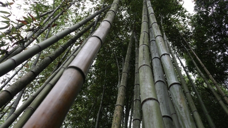 Bamboo Forest - nature, forest, landscape, bamboo