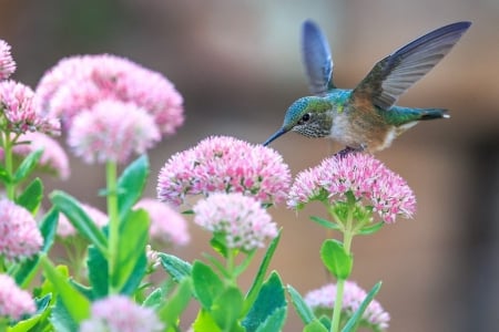 Hummingbird and pink flowers