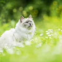 Ragdoll