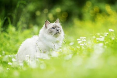 Ragdoll - bokeh, green, flowers, cat