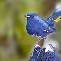 Cute Blue Bird