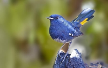 Cute Blue Bird - animal, cute, bird, blue