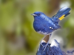 Cute Blue Bird