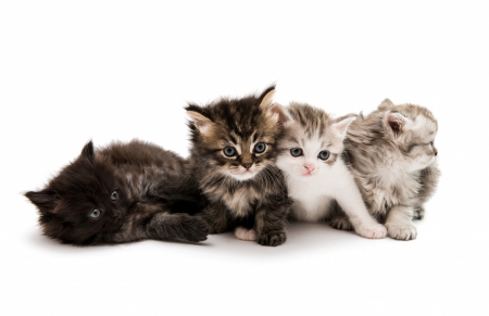 Kittens - paw, cat, animals, kittens, pisica, kitten, white, cats, cute