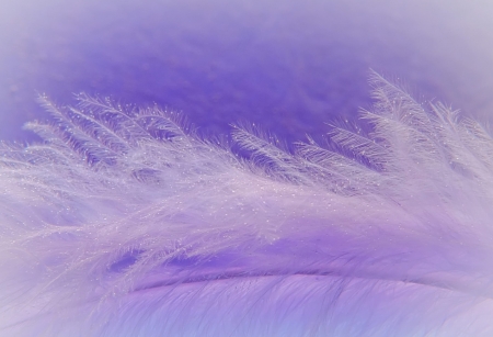 Feather - purple, pana, lilac, feather, texture, pink