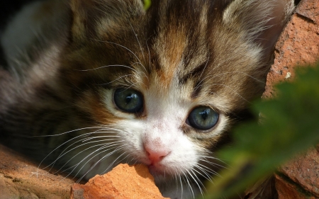 Kitten - face, autumn, cat, leaf, sweet, pisica, cute, kitten