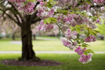 Sakura - sakura, blossom, green, cherry, spring, flower, tree