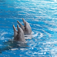 Dolphins