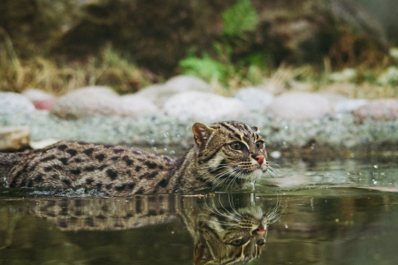 Big Cat in Water - high resolution, 4k, water, big cat, cat, feline