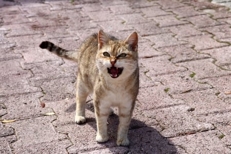 Angry Cat