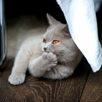 Kitty