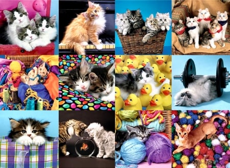 Kitten Collage - pets, animal, feline, beautiful, photography, cats, photo, wide screen