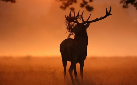 Stag at the End of the Day - animal, antlers, sunset, deer