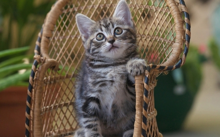 Kitten - animal, pisica, kitten, paw, cute, sweet, cat, chair