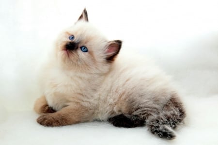 Kitten - animal, pisica, kitten, cute, cat, blue eyes